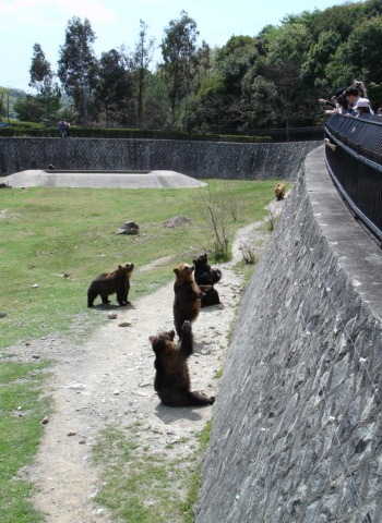 Bears