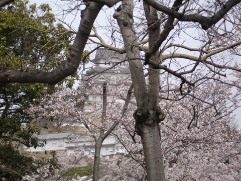 桜に煙る姫路城天守閣