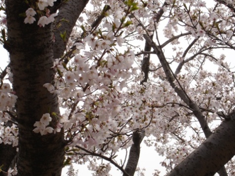 姫路城の桜