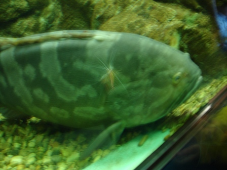 共存