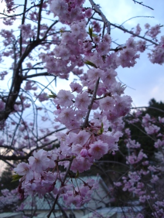 山の枝垂桜