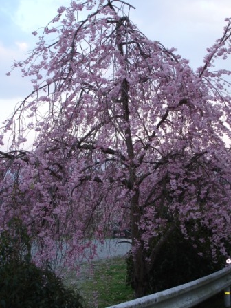 山の枝垂桜