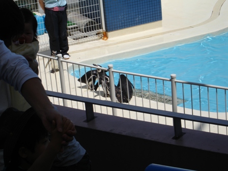 ペンギン