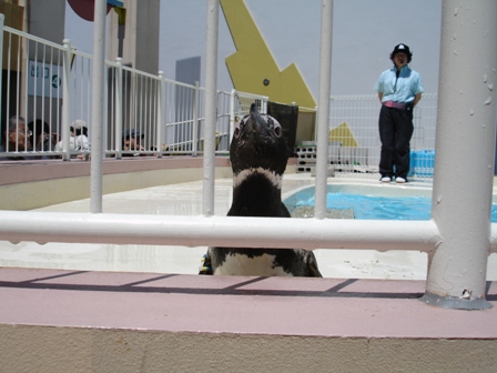 ペンギン