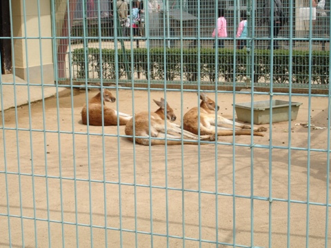 カンガルー