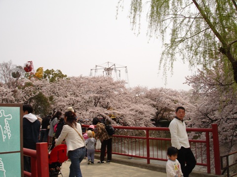姫路動物園の桜
