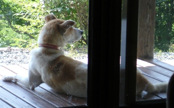 駒ノ旺山荘・母犬