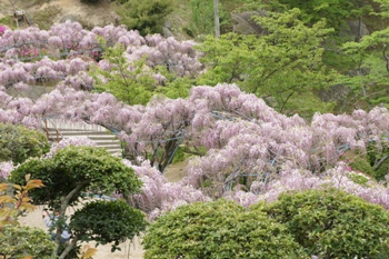 尾道・千光寺公園の藤