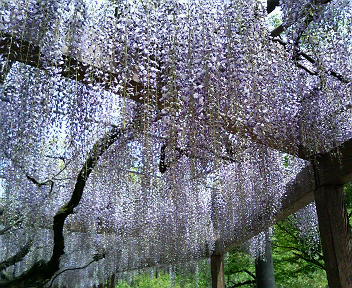 藤の花