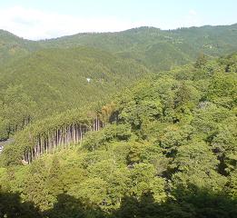 新緑の吉野山