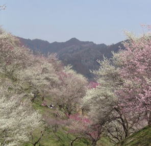 青梅の梅林