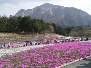 芝桜05.jpg