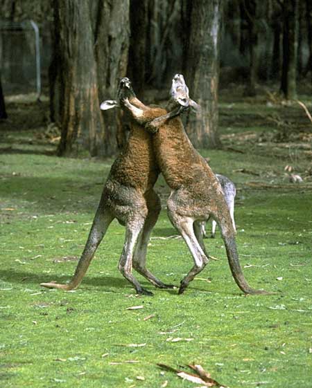 kangaru2.jpg