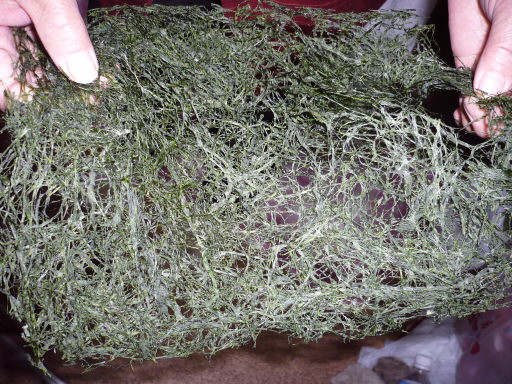 青海苔.JPG