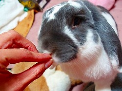 がく