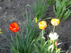 チューリップ＆水仙