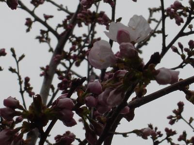 千島桜 5.12