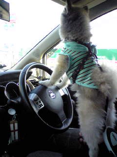 どらいびんぐさす