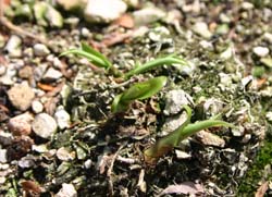 キイジョローホトトギス 2