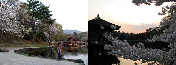 奈良公園　　　20080403