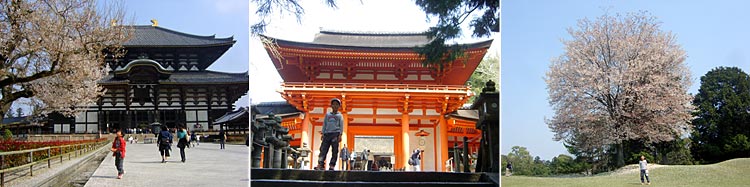 奈良の桜　　　20070408