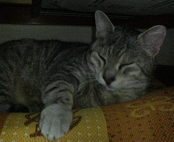 おねむのカレラくん