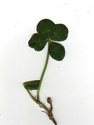 4leafClover