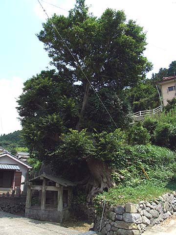 榎津の木