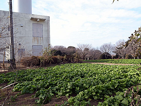 大楠山菜の花