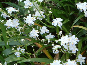 養老の滝　花