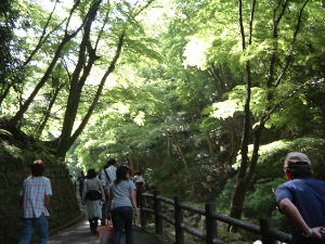 養老の滝