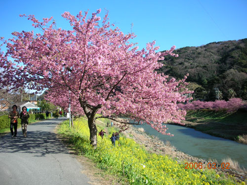 下賀茂みなみの桜