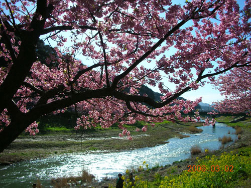 河津桜