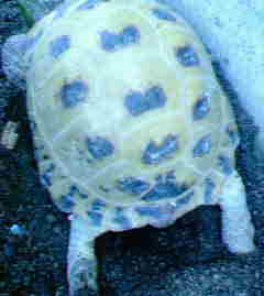 ブロック沿いだよ！