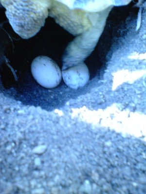 揃えて揃えて！