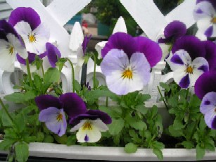 　ビオラ　シャーベットココナッツ