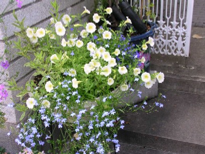 寄せ植え２