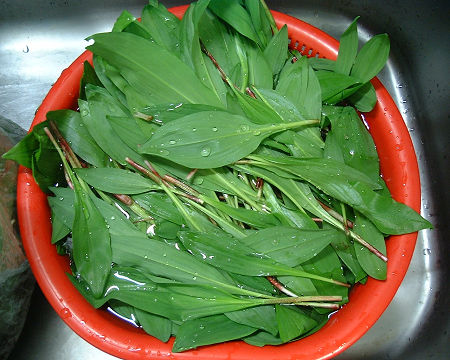 山ほど採れた行者ニンニク５Kgほどありました。