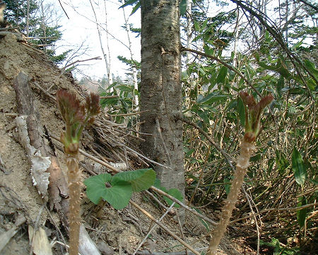 たらの芽　通称「たらんぼ」天ぷらが美味です。