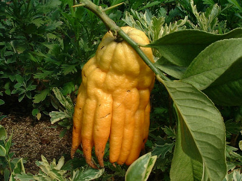 このタコみたいなものは仏手柑（ブッシュカン）という。食べれるのだろうか？美味しいのだろうか？