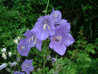 σ(＾△＾の大好きな花桔梗