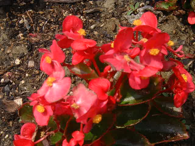 ベコニアも色々な種類があって可愛いです。