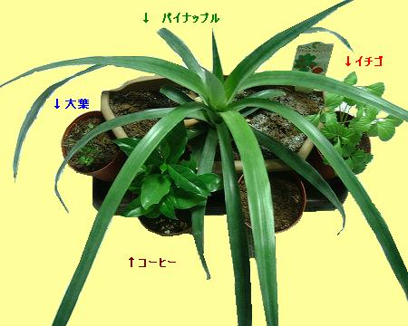 ベランダ菜園寄せ植え