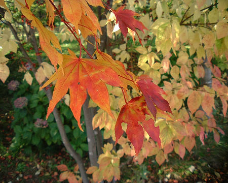 紅葉001