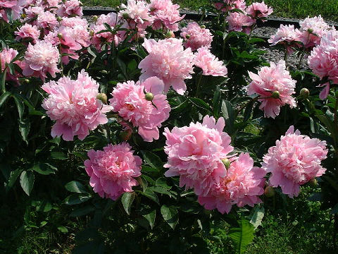 牡丹が綺麗に咲いていました。