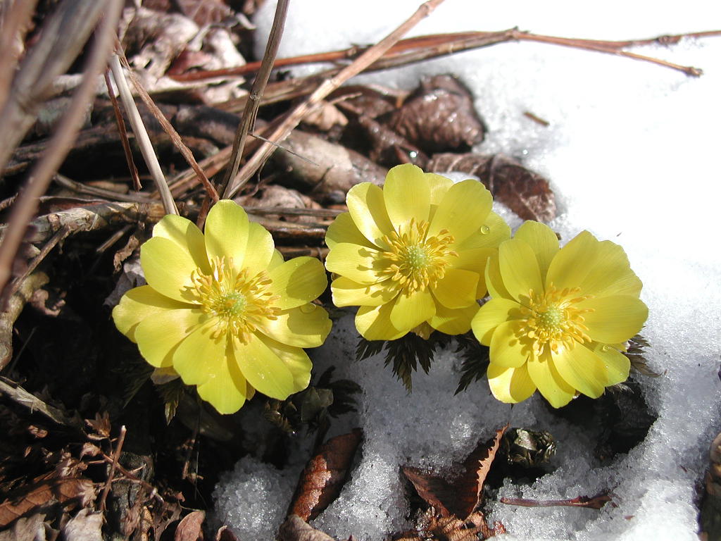 福寿草が咲くと春はすぐそこまできています。