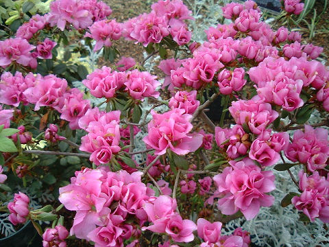 アザレア　出羽牡丹