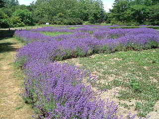 ラベンダーには癒しの効果があるよ。