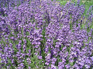 ラベンダーの香りは催眠効果もあるよ。