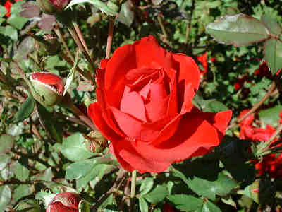 初夏は情熱の赤い薔薇